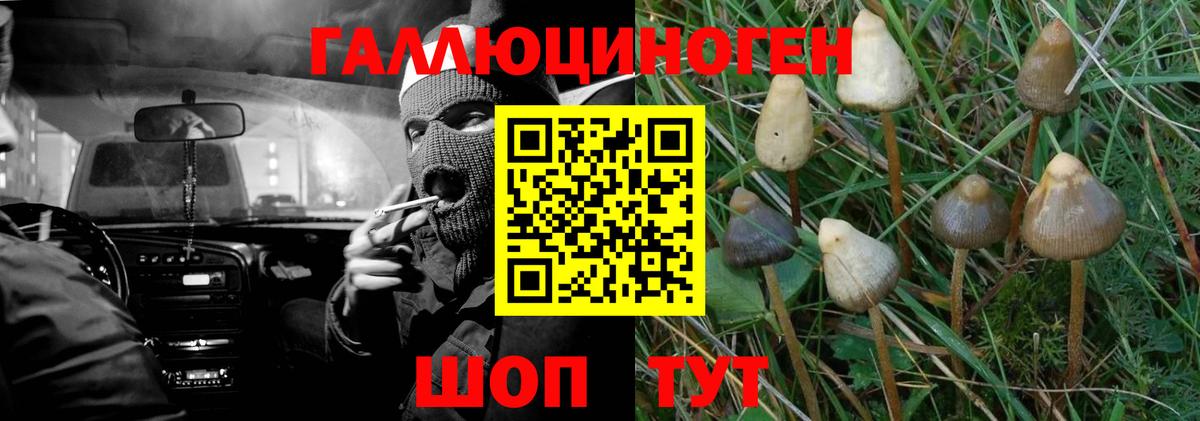 Галлюциногенные грибы Psilocybe Нягань